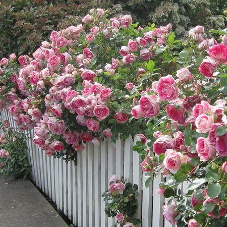 Enchanted Garden Whimsy Bunch